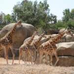 Bioparc Valencia zoo