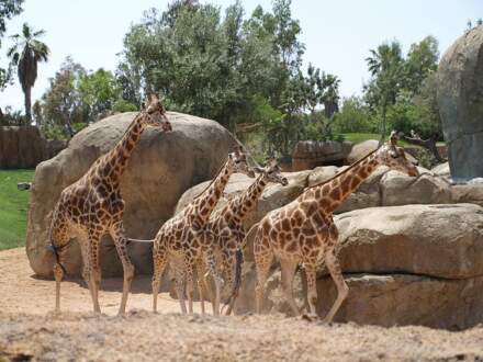 Bioparc Valencia zoo