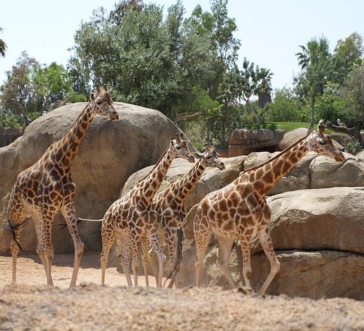 bioparc