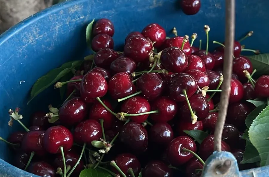 cerezas Zarra 2025